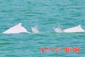 厦门十几只白海豚结伴“亲子游”图片
