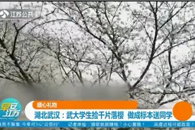 暖心礼物！湖北武汉：武大学生捡千片落樱，做成标本送同学视频封面