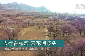 太行春意浓 杏花俏枝头视频封面