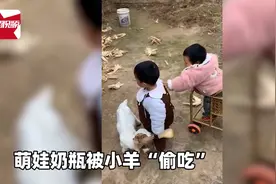 小羊有啥坏心思？萌娃奶瓶被小羊抢食，身后男孩急得“咿呀学语”图片