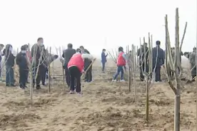 43秒丨800余株海棠树苗整齐排列 滨州阳信县志愿者们携手植树添新绿视频封面