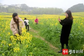 高淳桠溪：油菜花开迎客来图片