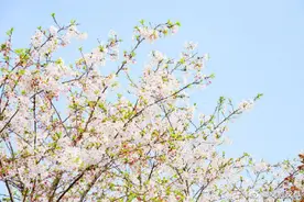 上万株樱花树！金堂樱花园正式开园图片