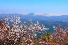 壮观！航拍湖北崇阳十万亩野樱绽放视频封面