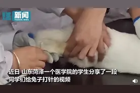 医学生给兔子打针，按住兔头给它看视频分散注意力！网友：夺笋呐图片