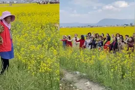 大妈们踩油菜花地拍视频，主人劝说后仍无动于衷，游客汗颜：我都替她们尴尬视频封面