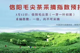 信阳毛尖茶采摘指数及春茶生产用工招工信息发布图片