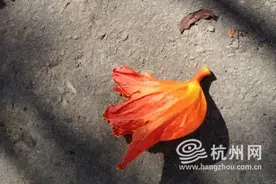 3个月暴瘦7.5公斤，杭州姑娘减肥减出中度脂肪肝！医生提醒：切勿盲目减肥......图片