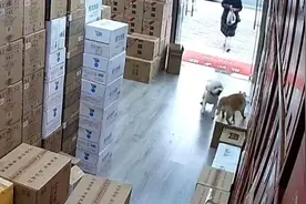 狗未拴绳冲入室内撕咬他人养的猫，两名主人发生争执视频封面