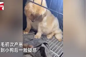 金毛初次产崽把自己吓一跳，满脸疑惑不敢相信，呆坐原地一动不动图片