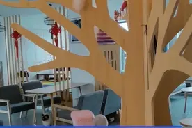 上海猫咖店推猫咪试养：只给确定买猫的顾客试养，一只银渐层试养一周价格为168元图片