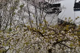 早开的樱花已结果 | 图集图片
