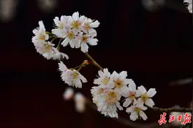 难得周末好天气，出门踏青吧图片