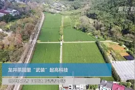 龙井茶园里“武装”起高科技视频封面