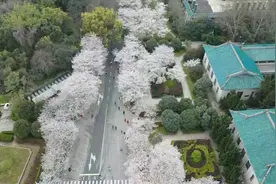 春回英雄城 共赴樱花约——武汉“赏樱专场”迎接抗疫医护返汉视频封面