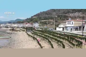 一年之计在于春 | 浙江宁波：海苔进入采收旺季 苔农赶晴抢晒忙图片