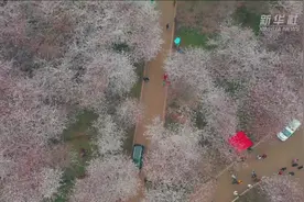 万亩山樱花压枝 湖光春色乐游园视频封面