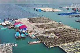 福建霞浦：海参喜丰收视频封面