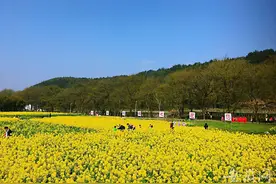 枞阳2021年度油菜花文化旅游节启动，推出5条特色一日游线路图片