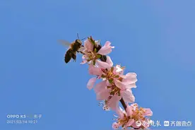 情报站｜蜜蜂飞舞采花忙！济宁凤凰台植物公园仙桃花开美美哒图片