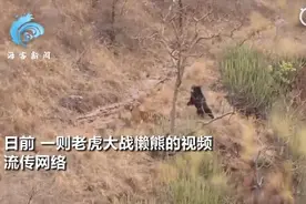 懒熊大战老虎 实拍：遭尾随跟踪毫不畏惧 直立怒吼当场喝退强敌图片