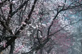 一村杏花开，只为等你来！可以“奔现”啦......图片