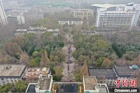 南京城迎限时浪漫“樱花季”：灿若云霞醉游人图片