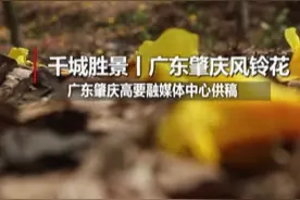 千城胜景｜广东肇庆风铃花视频封面