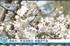 南京林业大学浪漫樱花已开满，品嗅春天气息，灿若云霞醉游人视频封面