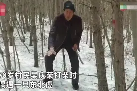 老汉砍柴遇500斤东北虎挥镰刀大叫，以为必死时出现反转图片