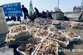 “派大星”入侵青岛胶州湾原因找到了！已捕杀约45万斤图片