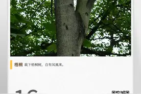 湖湘自然历丨在春天，种一棵树⑤凤凰非此树不栖图片