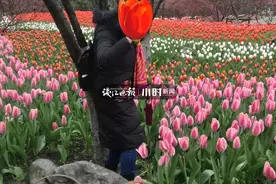 太心疼！杭州太子湾的郁金香已成这样，公园呼吁：请大家脚下留情啊图片