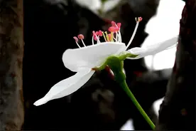 双色梨花满枝头优美芳姿吐清香图片
