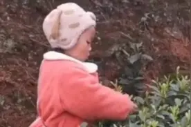 3岁萌娃和妈妈一起采茶叶动作娴熟：一天能采一两斤视频封面