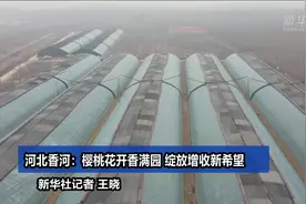 河北香河：樱桃花开香满园 绽放增收新希望视频封面