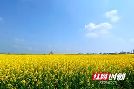 2021湖南油菜花节鼎城分会场开幕 6万亩“黄金海洋”等你来图片