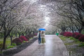 不输武大和东湖！江夏这处200亩樱花园等你来打卡图片