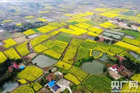 2021年湖北油菜花节在荆门沙洋开幕图片