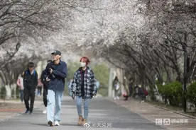 山师校园“樱花大道”花开了图片