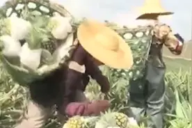 海南万宁迎菠萝采摘季，果实发往全国各地视频封面