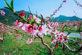 现实版三生三世十里桃花？临安这个小山村百亩桃林花开正艳图片