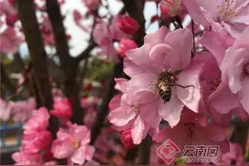 云南通海：杞麓湖畔十里海棠闹春风图片