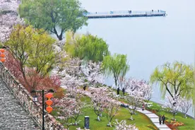玄武湖畔樱花开图片