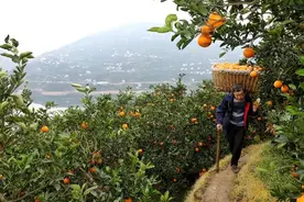 三峡移民在山上种出35万亩果林 单日卖出8000斤橙子图片