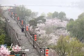 南京：玄武湖畔樱花开图片