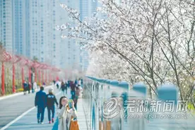 十里江湾樱花盛开醉游人图片