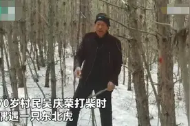 险！70岁老汉野外和500多斤东北虎对峙，他挥镰刀大叫以为必死图片
