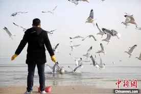 山东烟台海滨“海鸥争食”成风景图片