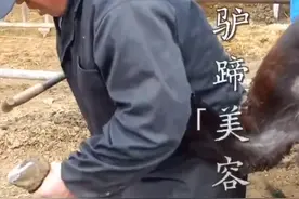 56岁大叔给驴做美甲40年，1头驴能赚40元！网友直呼“涨知识”图片